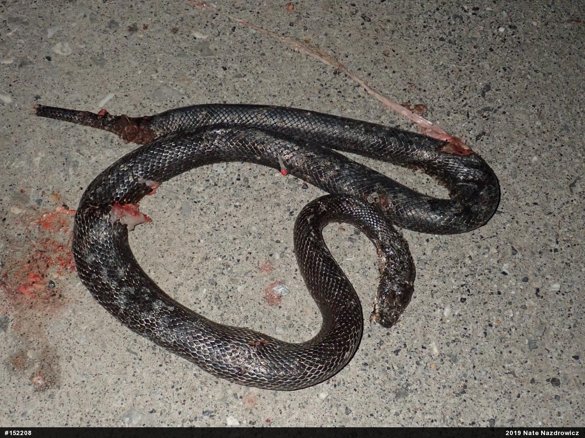 Eastern Ratsnake