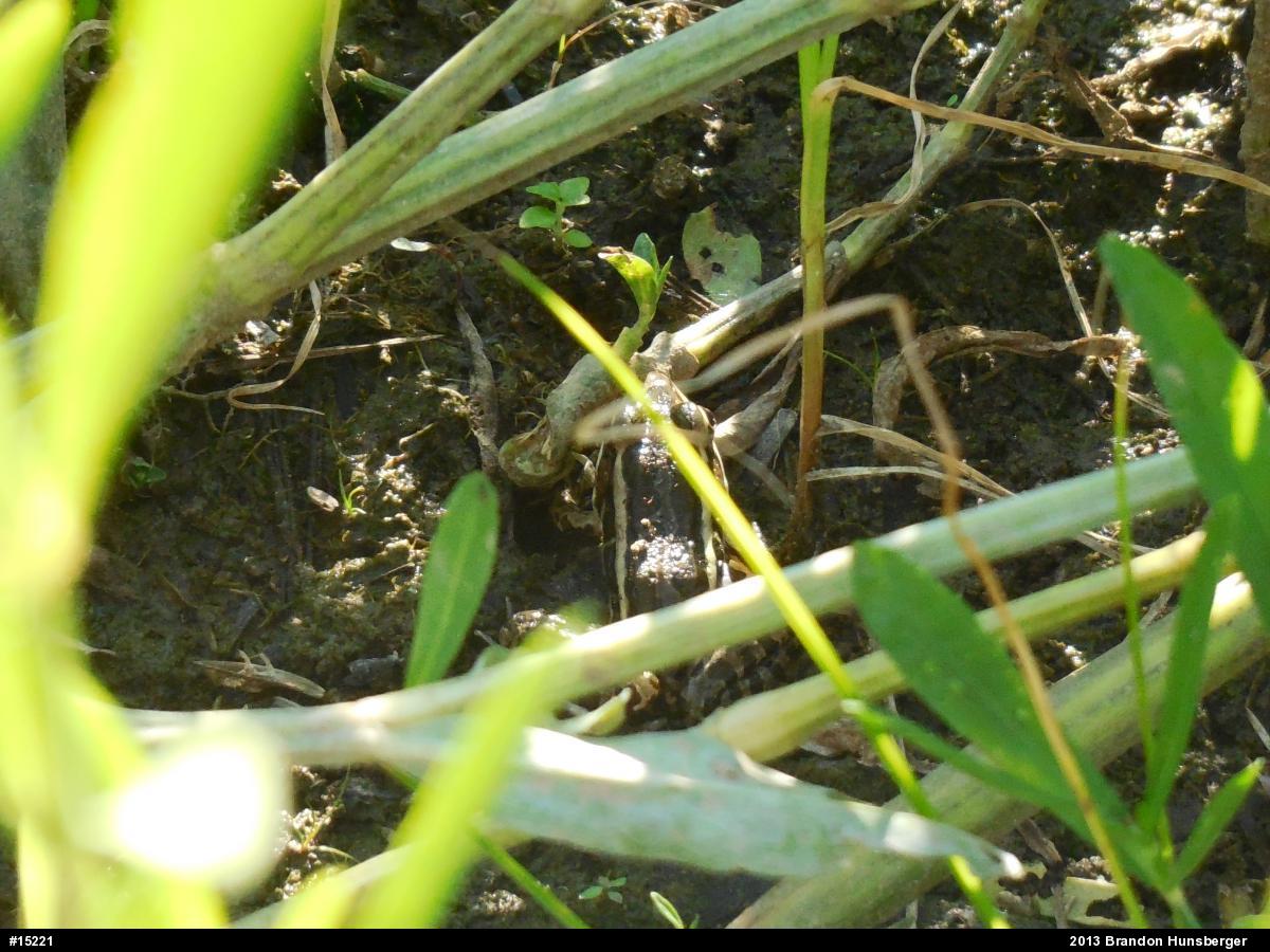 Pickerel Frog