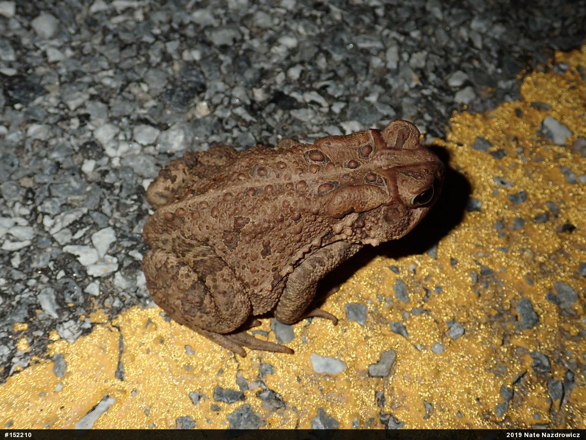 Eastern American Toad
