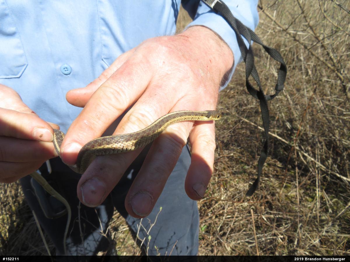 Eastern Gartersnake