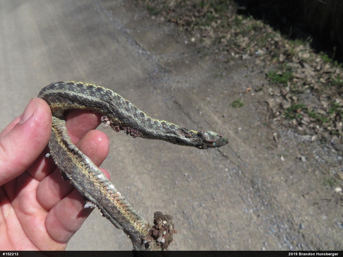 Eastern Gartersnake