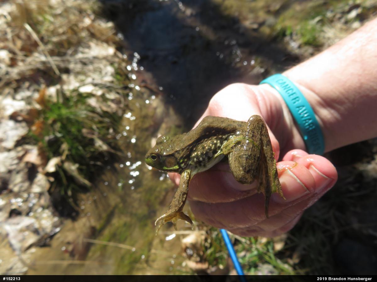 Green Frog