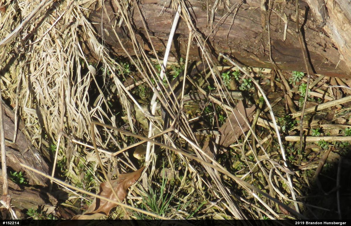 Eastern Gartersnake
