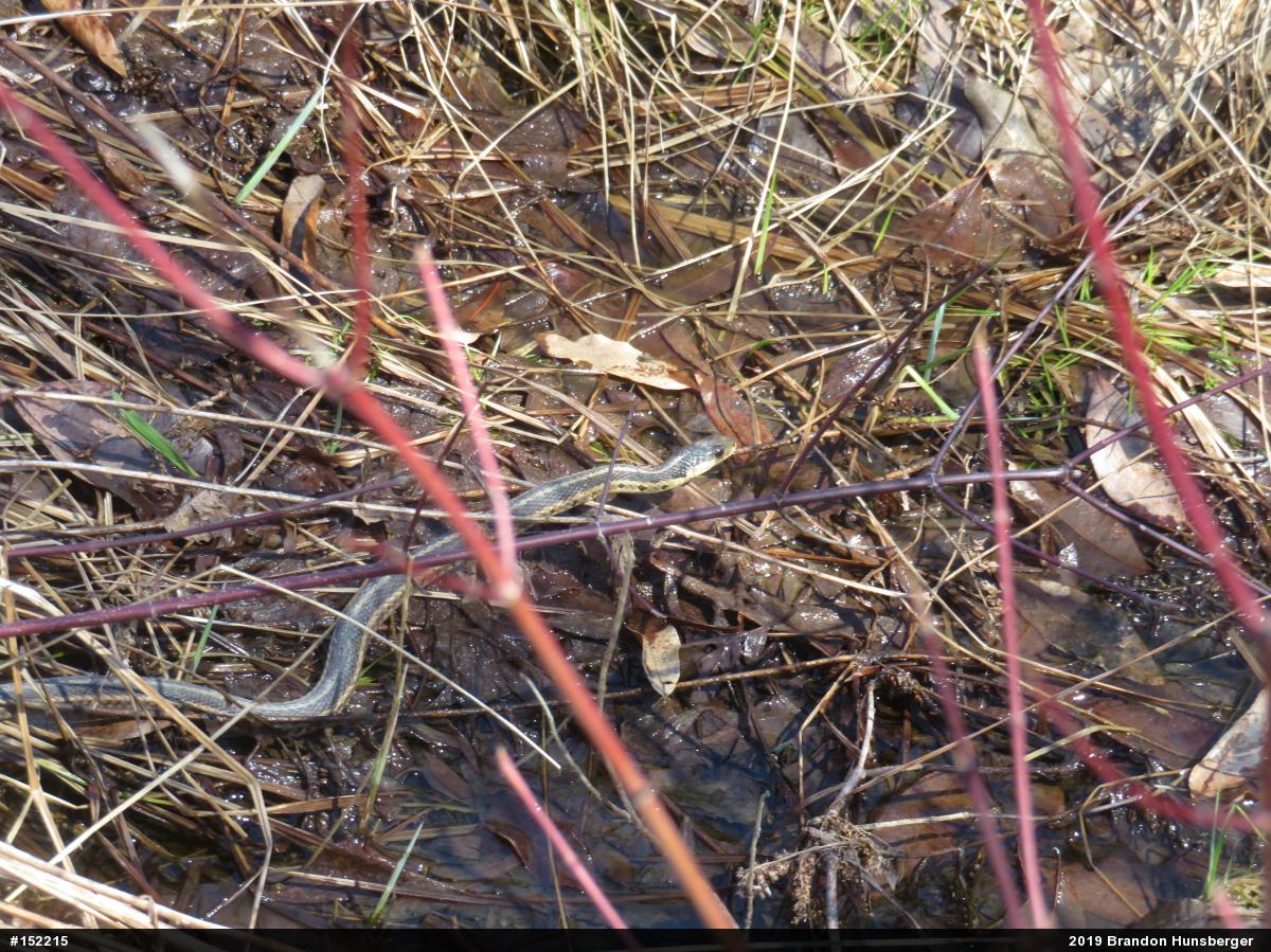 Eastern Gartersnake