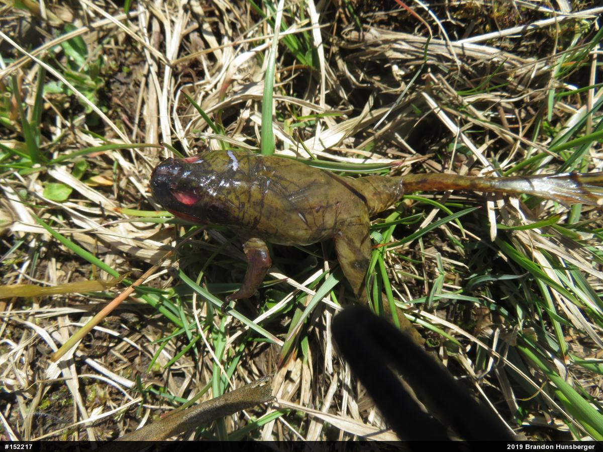 American Bullfrog