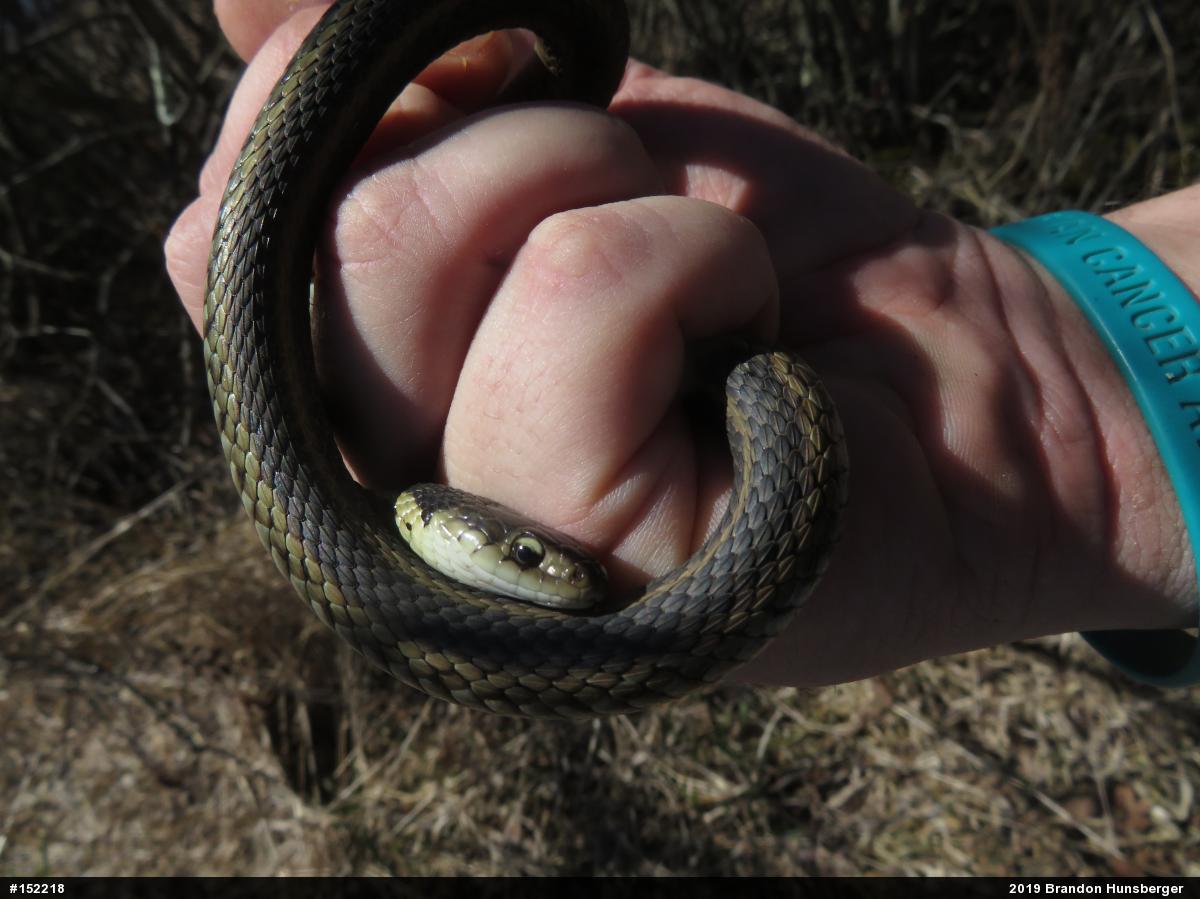Eastern Gartersnake