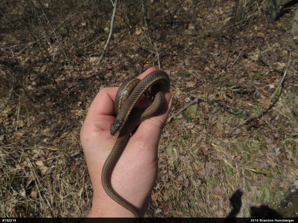 Queensnake