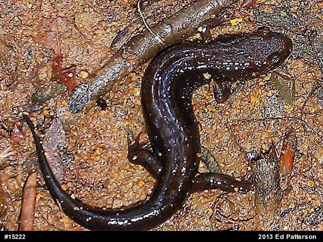 Allegheny Mountain Dusky Salamander