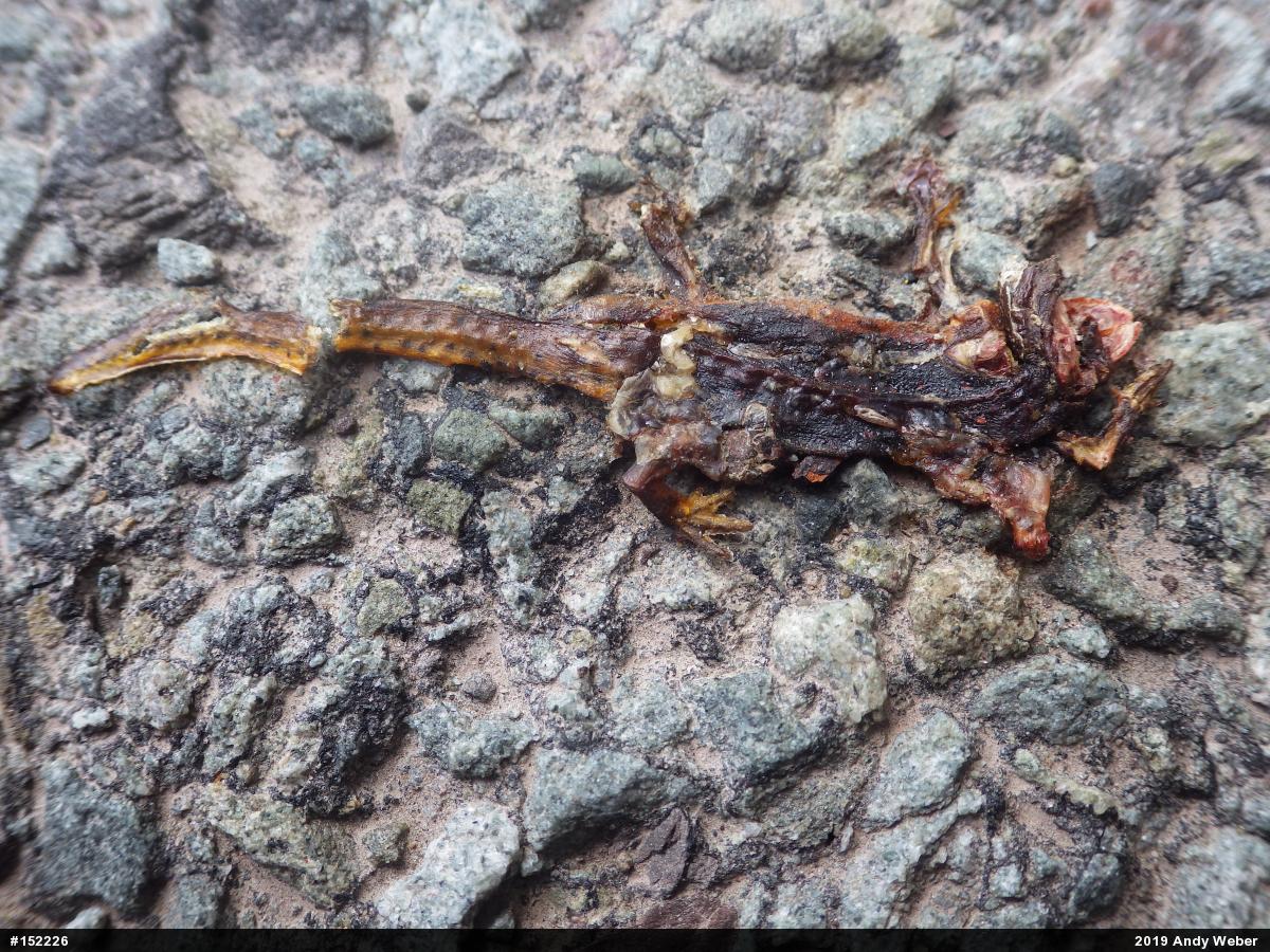 Red-spotted Newt