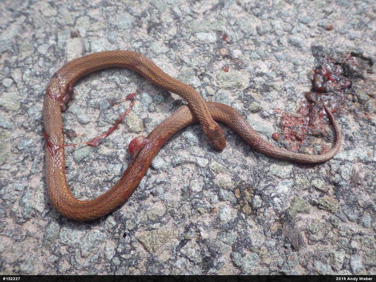 Red-bellied Snake