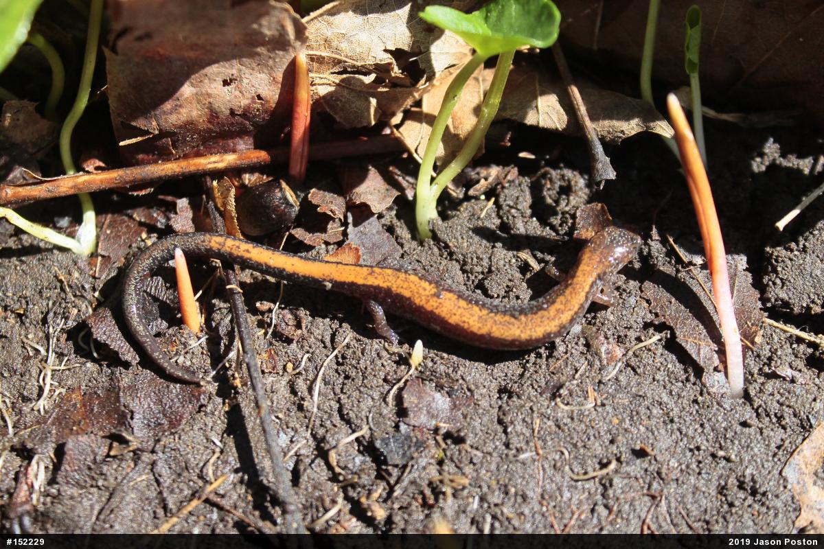 Eastern Red-backed  Salamander