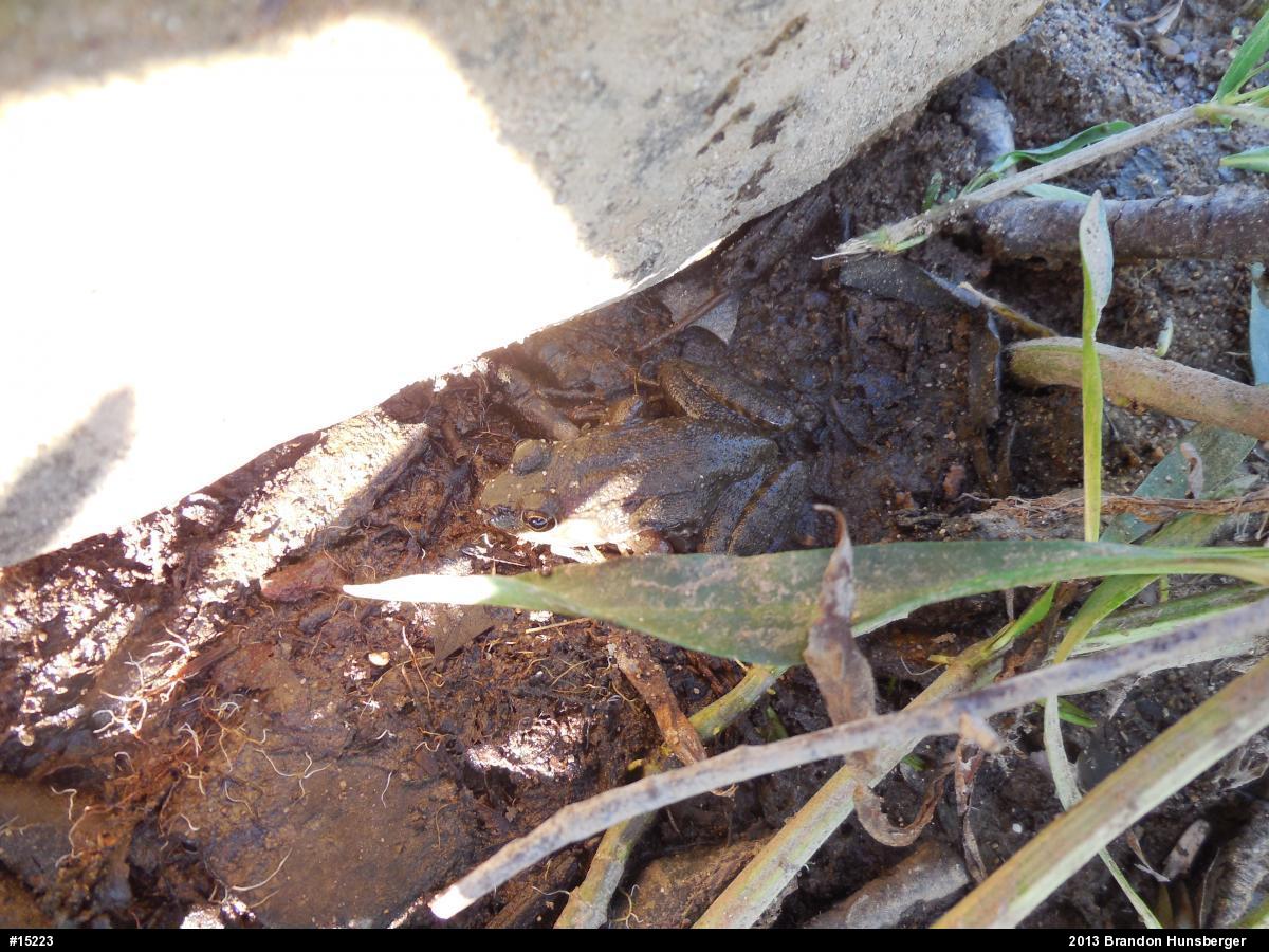 Green Frog