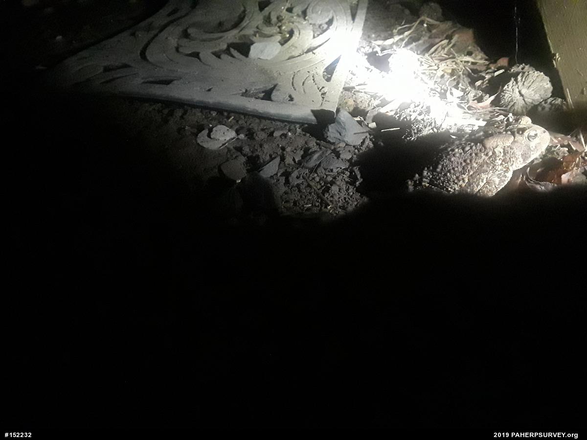 Eastern American Toad