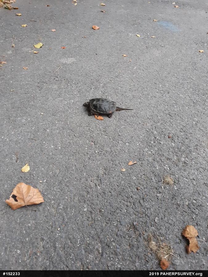 Snapping Turtle