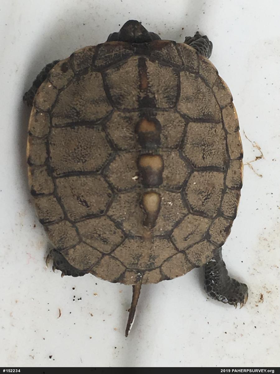 Eastern Box Turtle