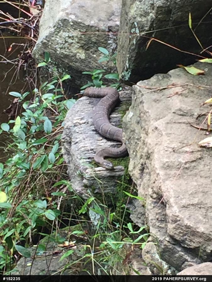 Northern Watersnake