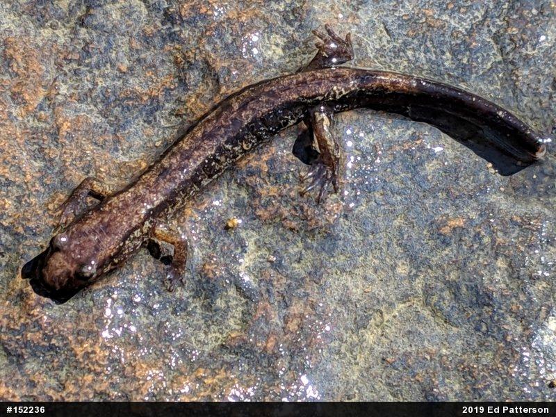 Allegheny Mountain Dusky Salamander