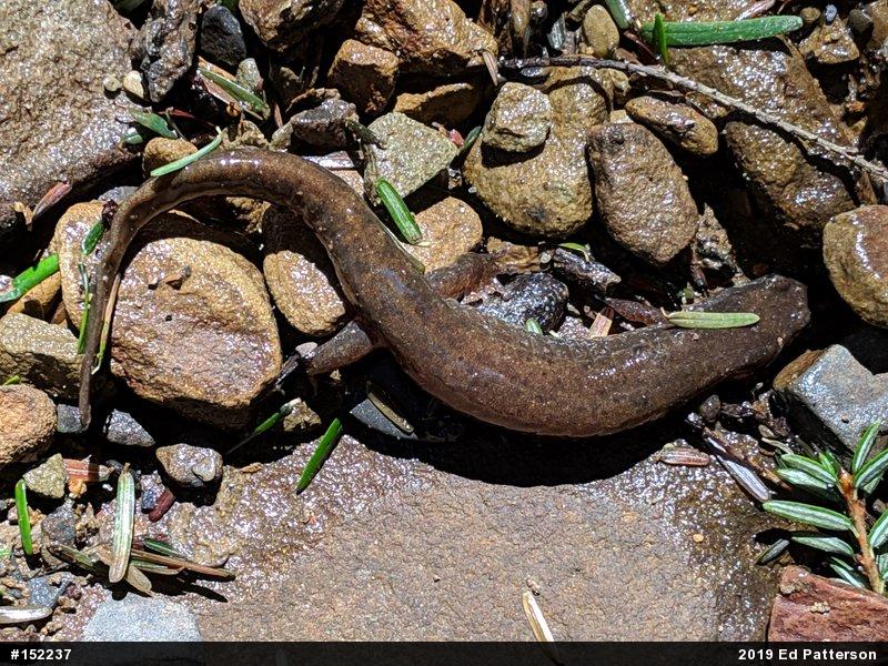 Northern Dusky Salamander