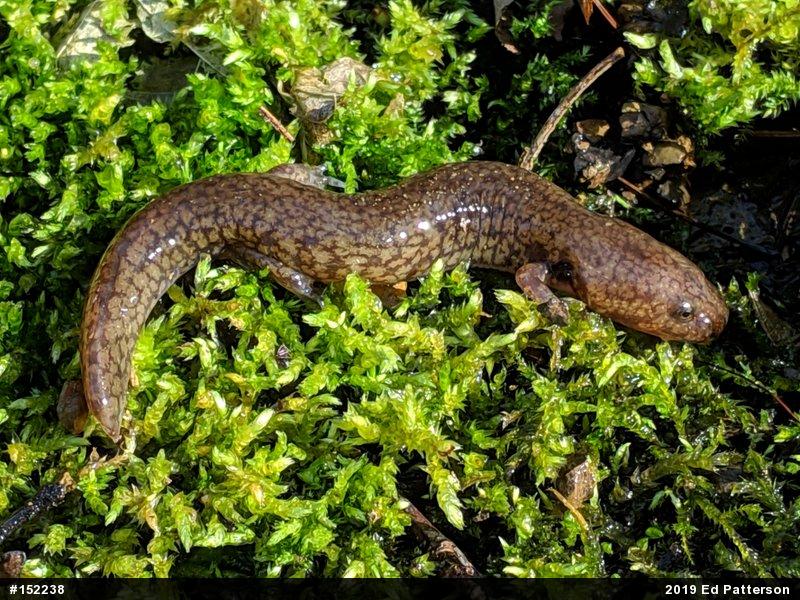 Northern Spring Salamander
