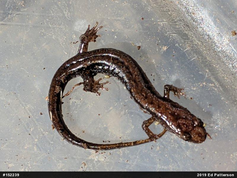 Allegheny Mountain Dusky Salamander