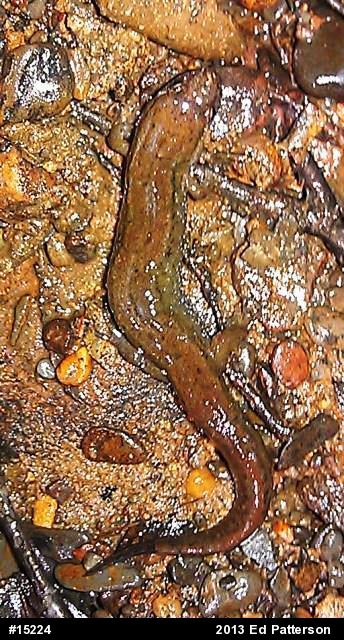 Northern Dusky Salamander