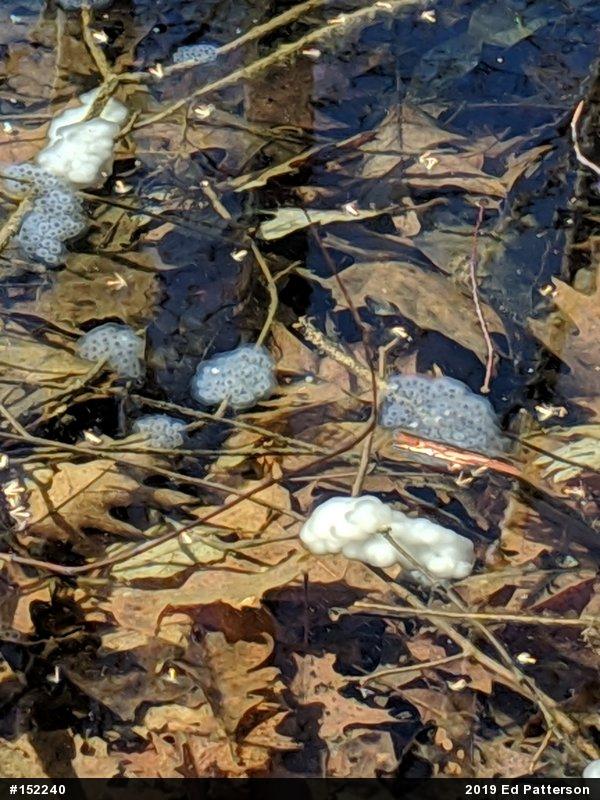 Spotted Salamander