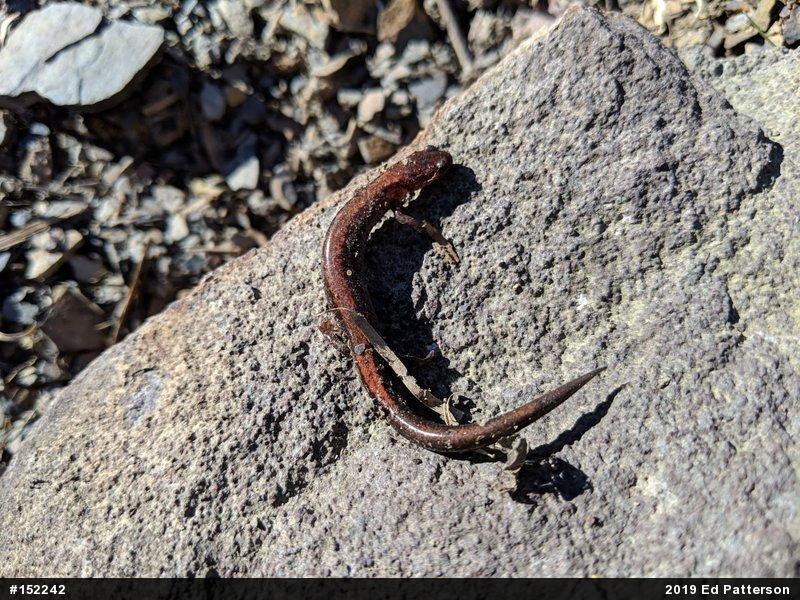 Eastern Red-backed  Salamander
