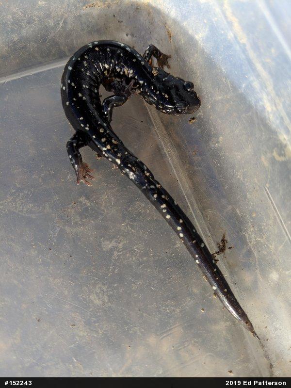 Northern Slimy Salamander