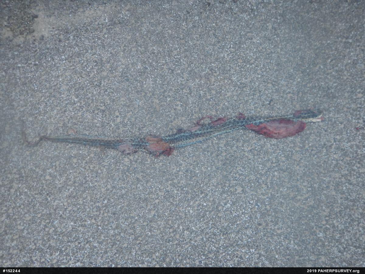 Eastern Gartersnake