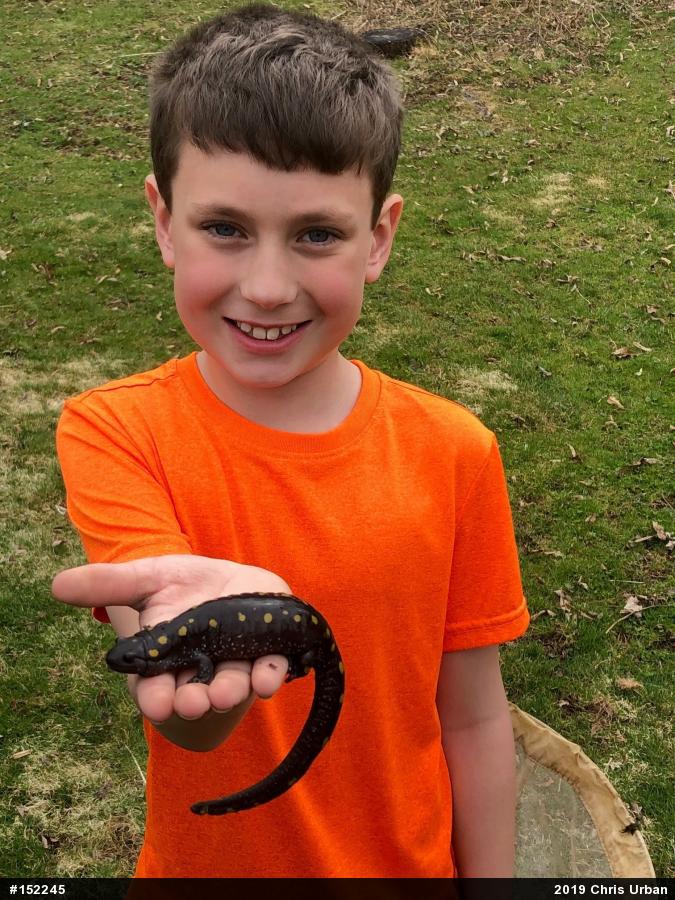 Spotted Salamander