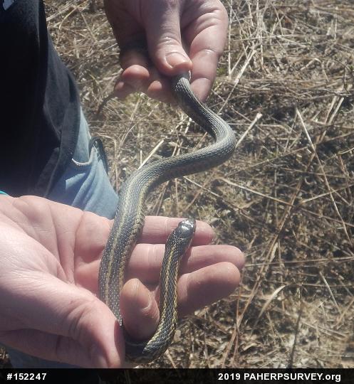 Eastern Gartersnake