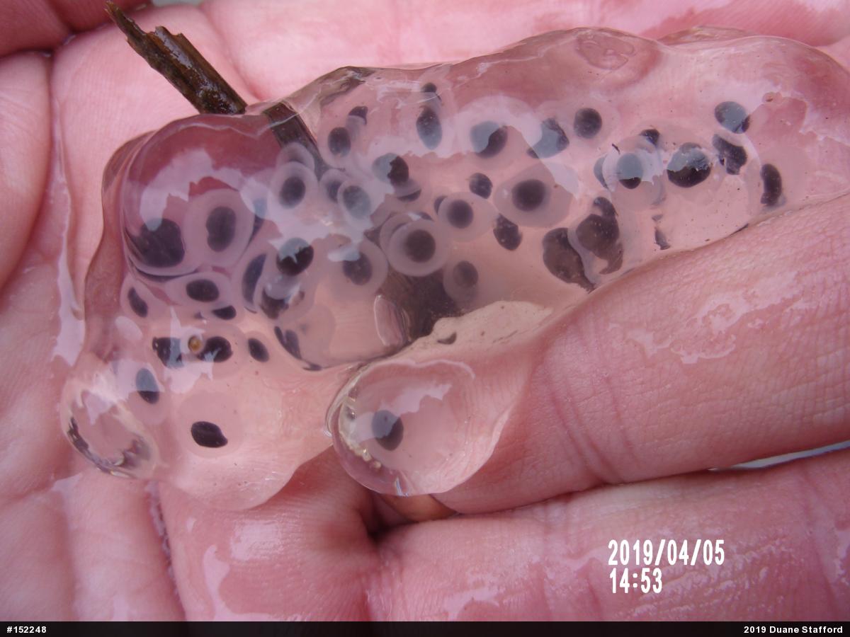 Spotted Salamander