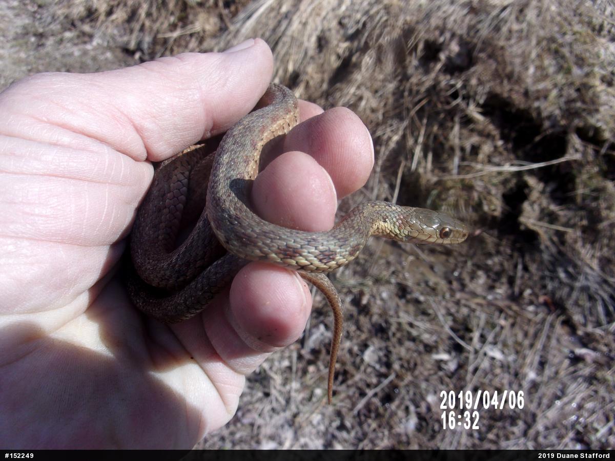 Eastern Gartersnake