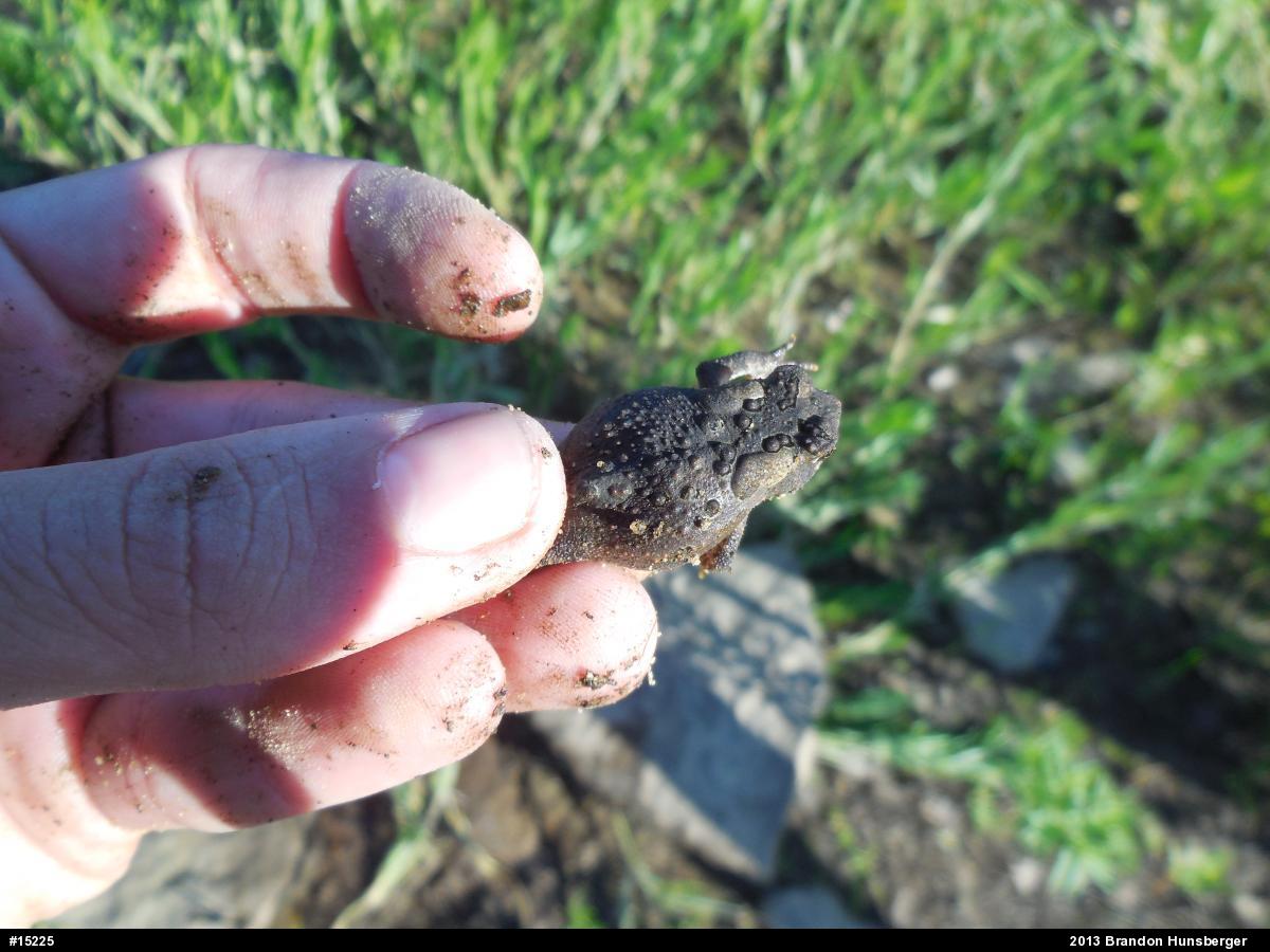 Eastern American Toad