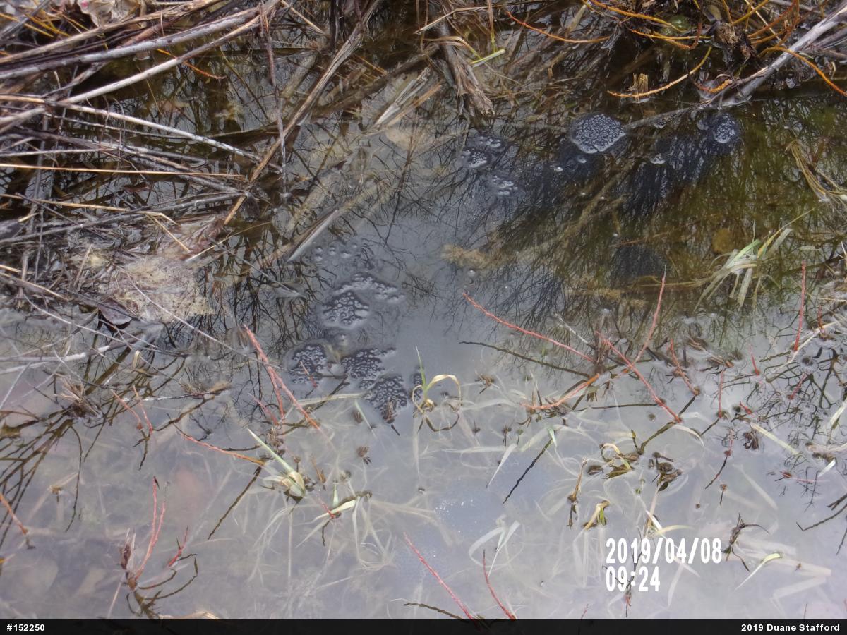 Wood Frog