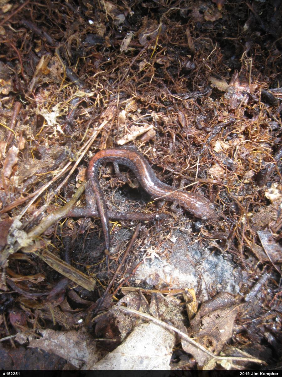 Eastern Red-backed  Salamander