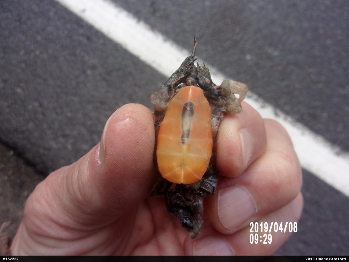 Midland Painted Turtle