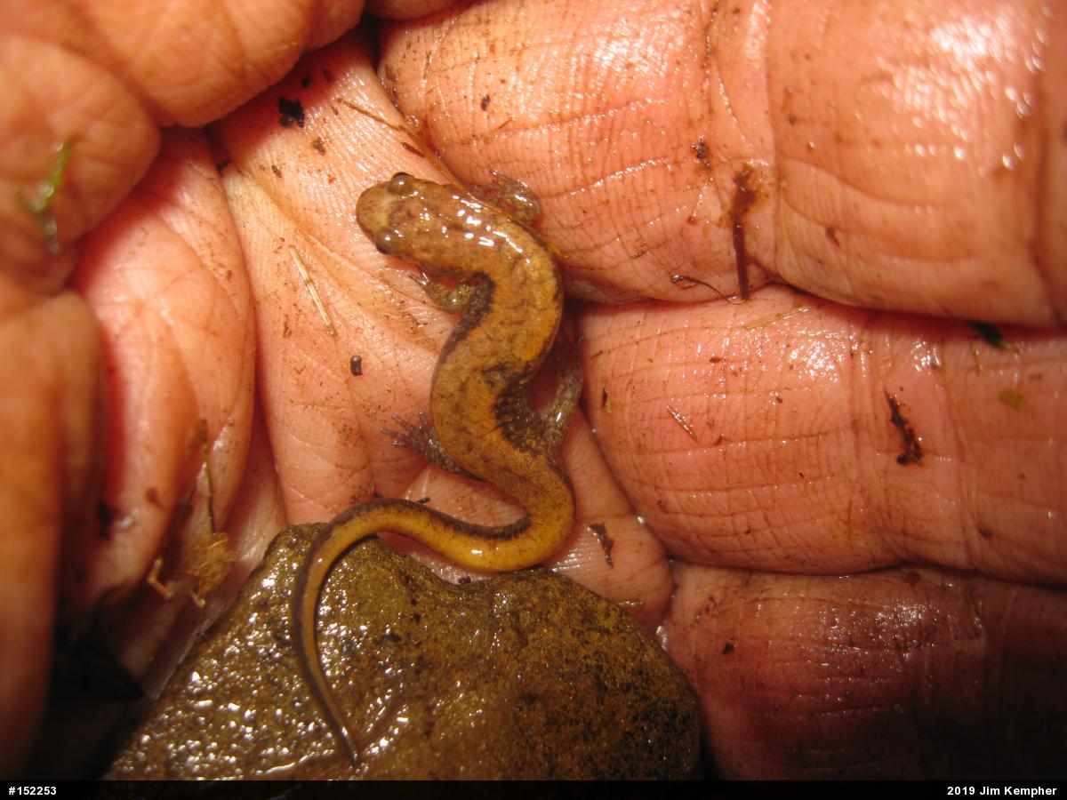 Allegheny Mountain Dusky Salamander