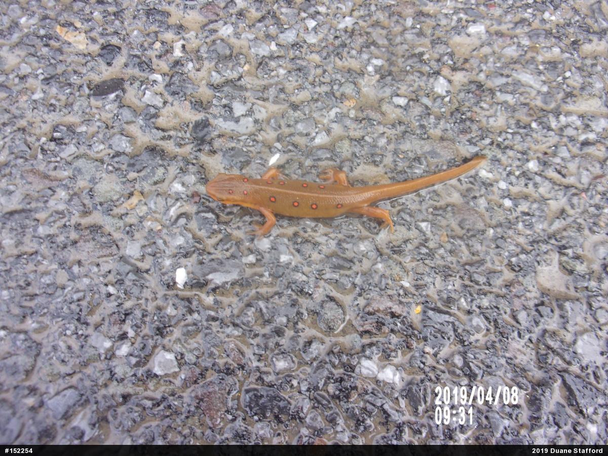 Red-spotted Newt