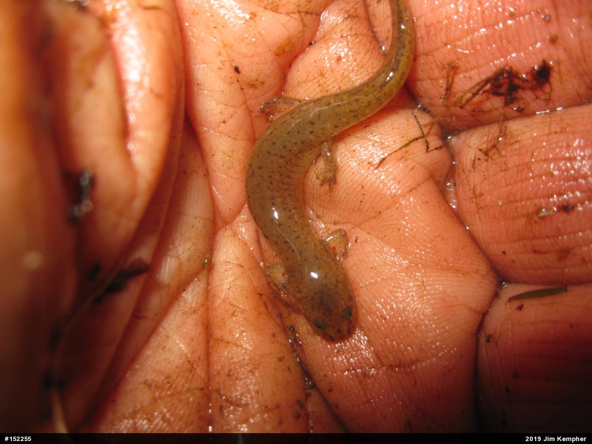 Northern Red Salamander