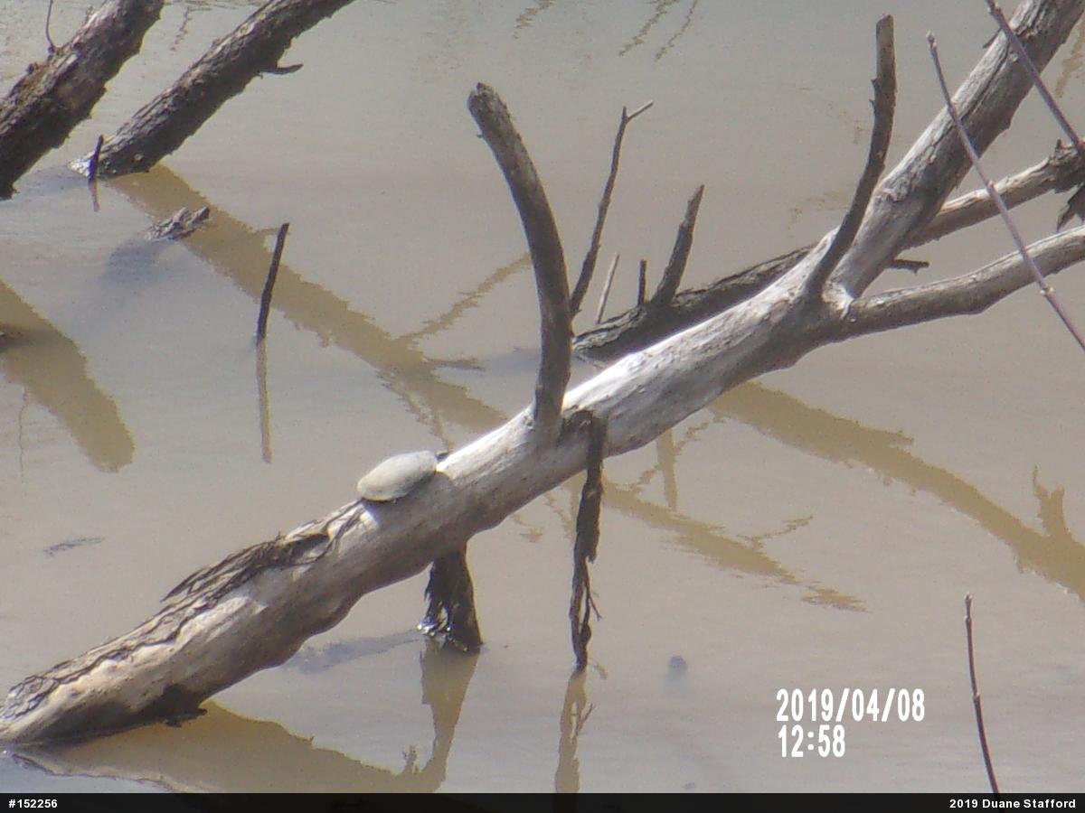 Midland Painted Turtle