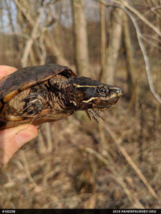Eastern Musk Turtle