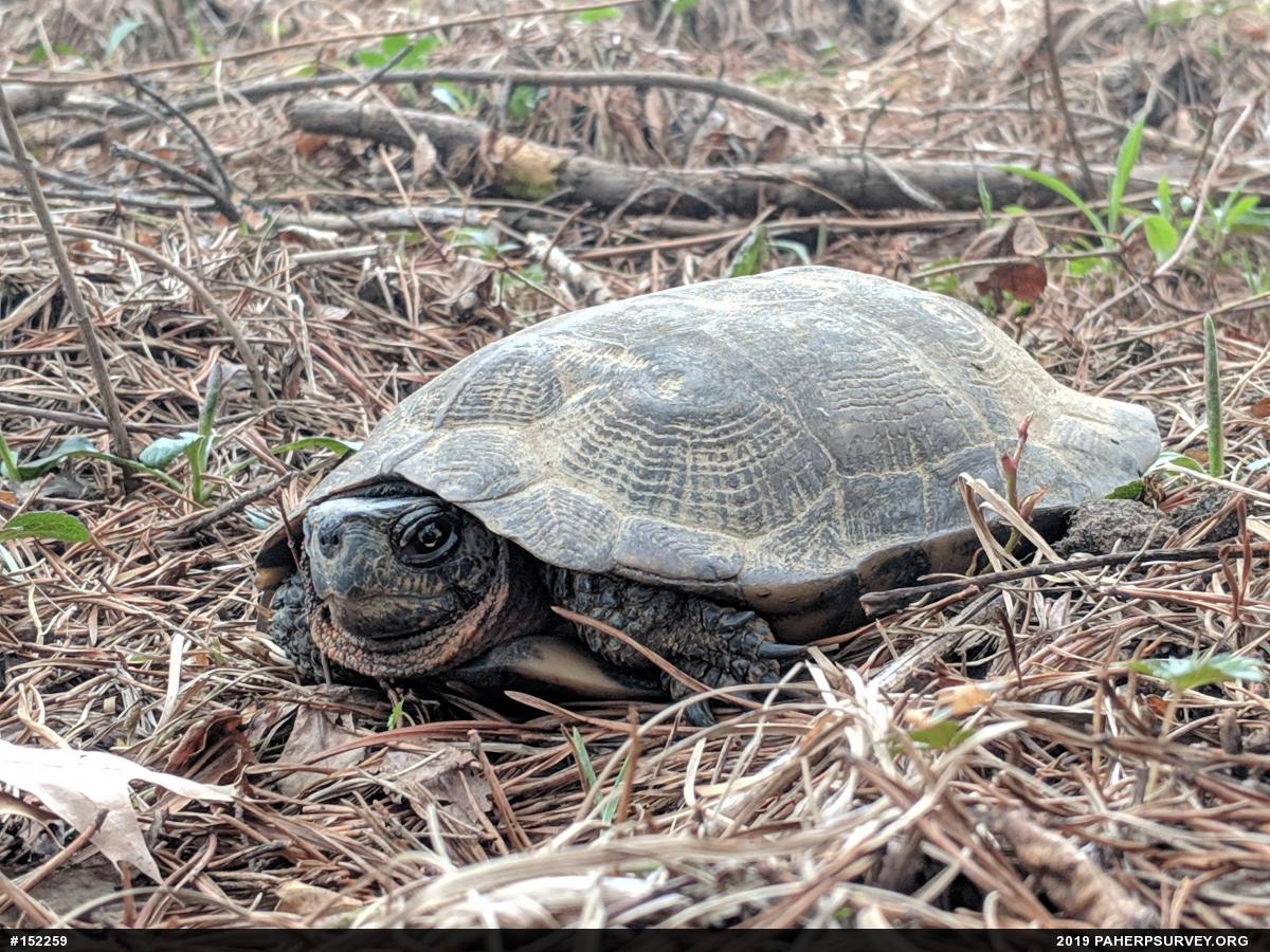 Wood Turtle