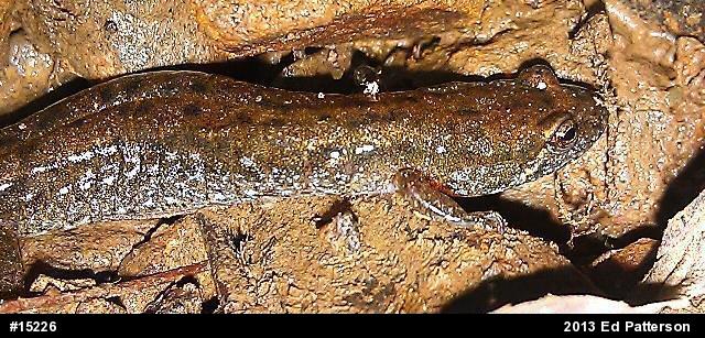 Northern Dusky Salamander