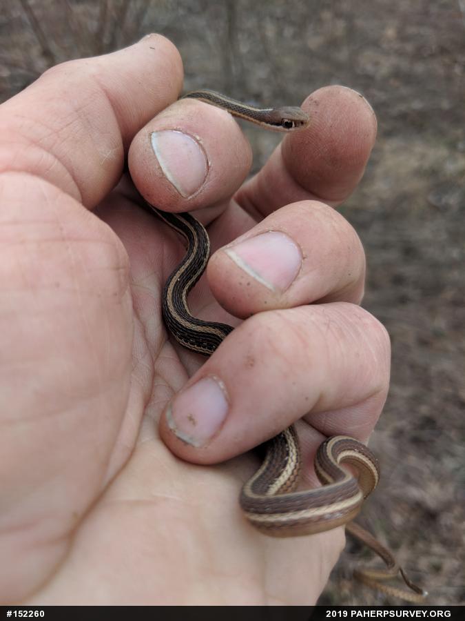 Common Ribbonsnake