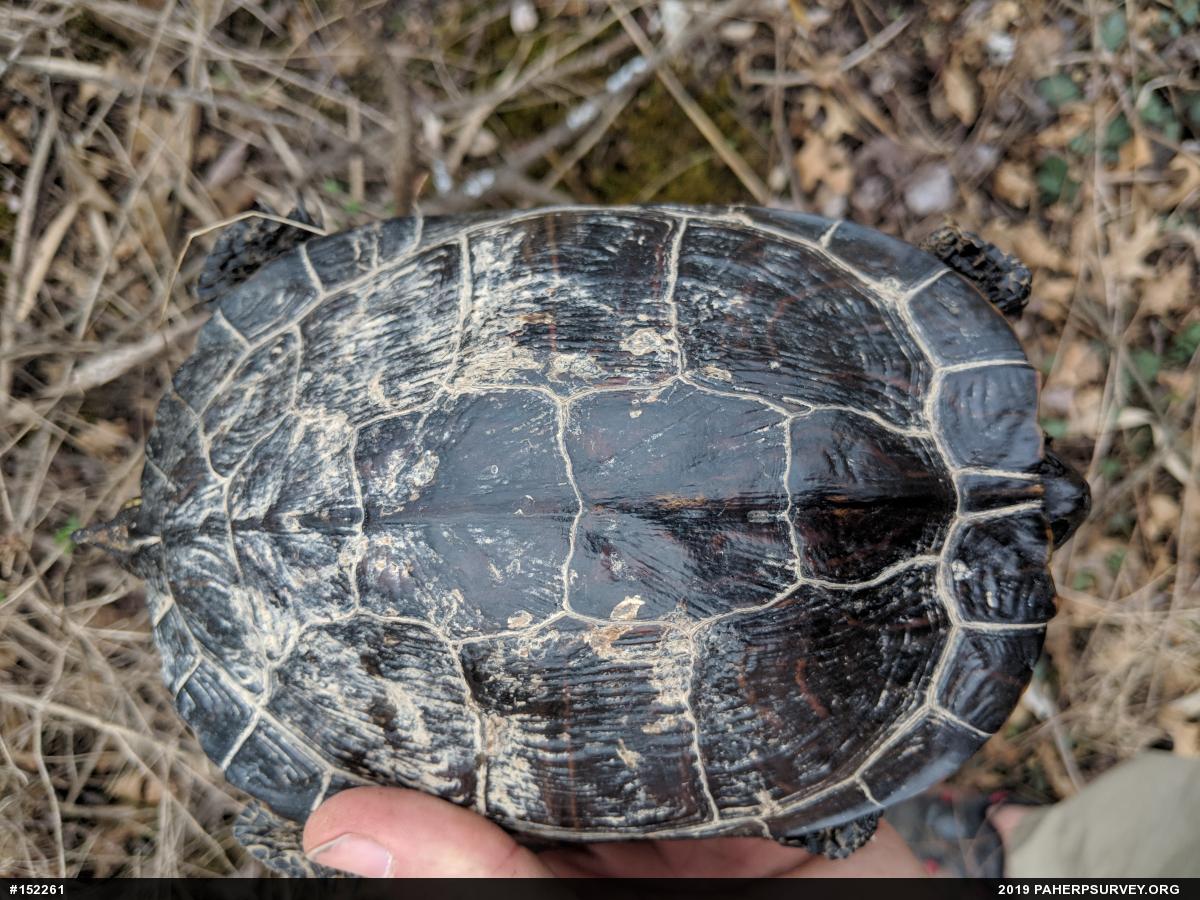 Pond Slider