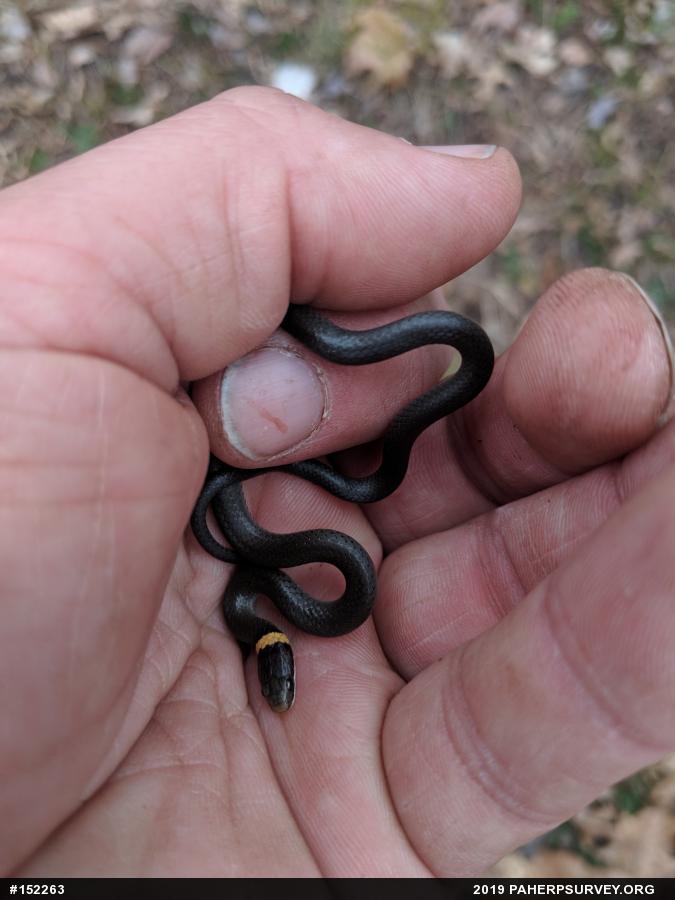 Northern Ring-necked Snake
