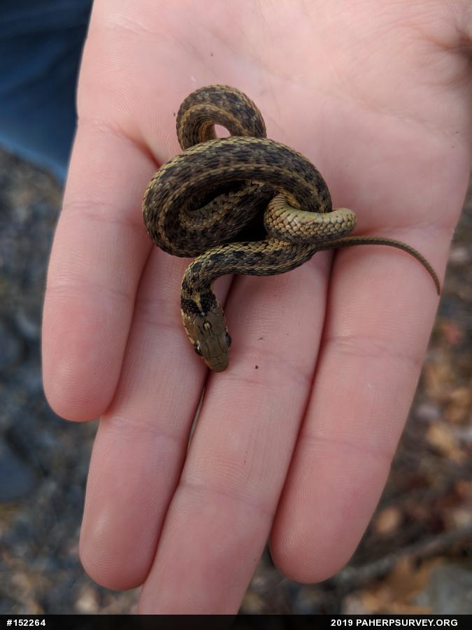 Eastern Gartersnake