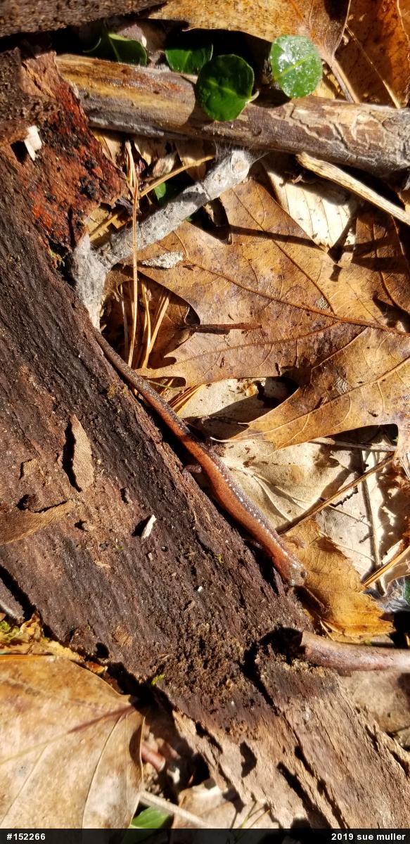Eastern Red-backed  Salamander