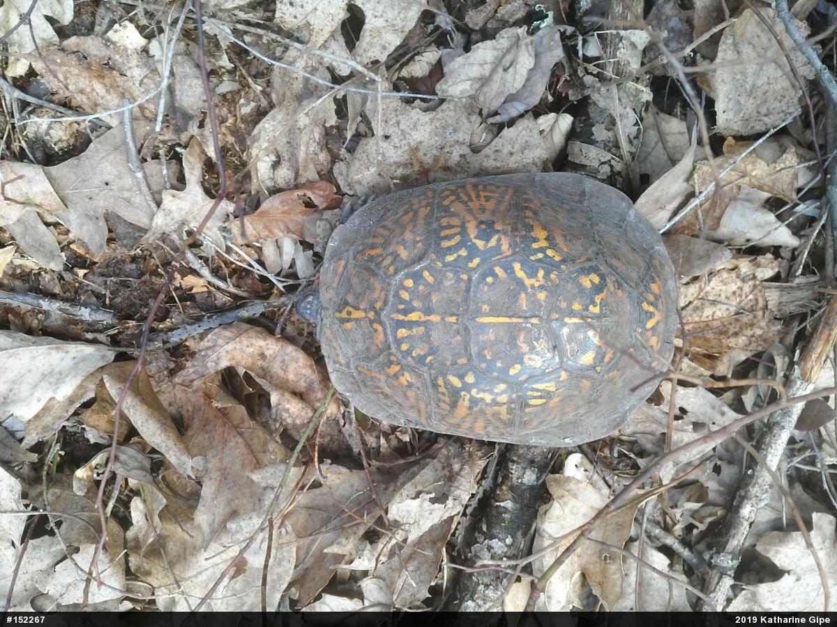 Eastern Box Turtle